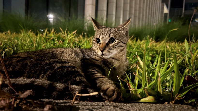 A cat lying in the grass

Description automatically generated