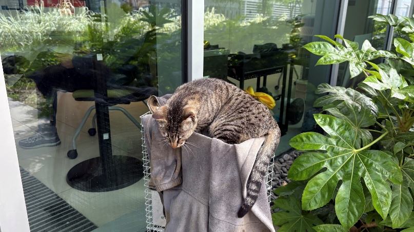A cat sitting on a towel

Description automatically generated